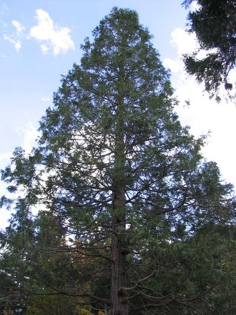 Incense Cedar photo 4