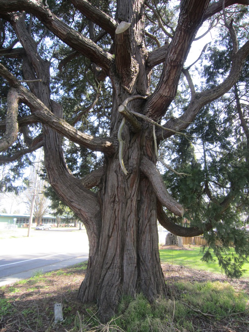 Incense Cedar photo 5