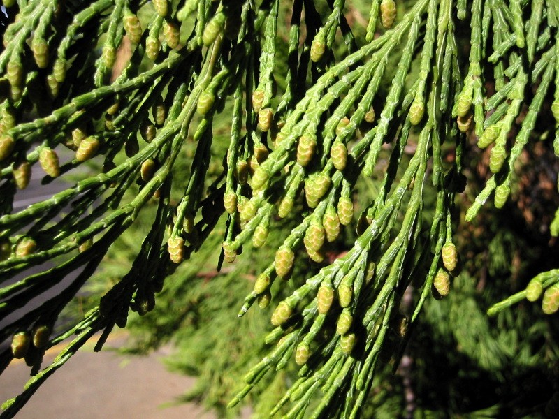 Incense Cedar photo 7