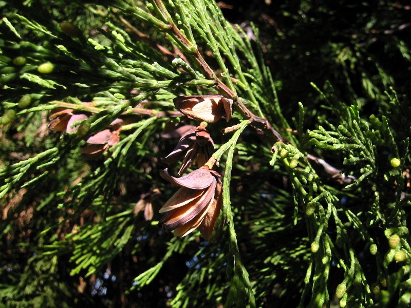 Incense Cedar photo 8