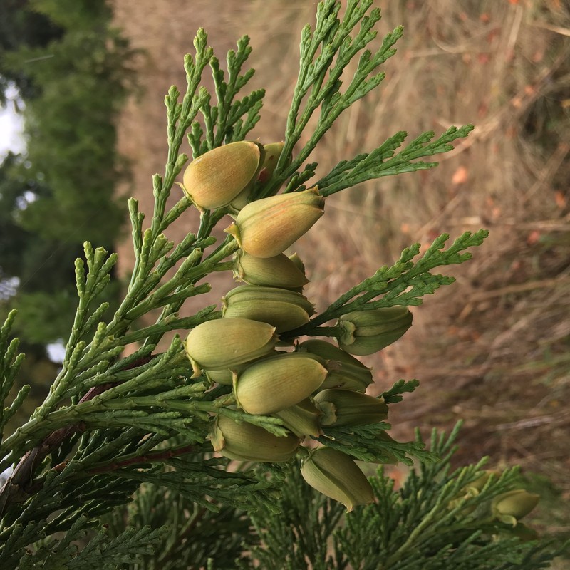 Incense Cedar photo 9