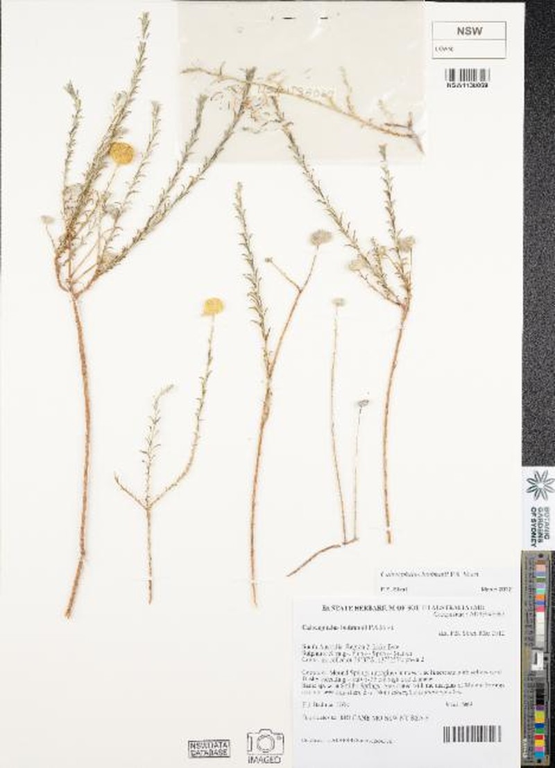 Calocephalus badmanii