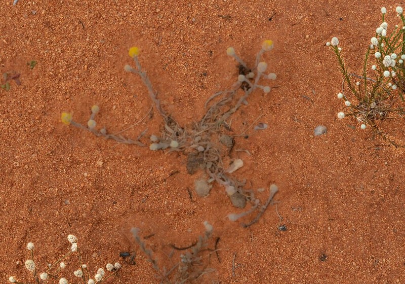 Calocephalus beardii
