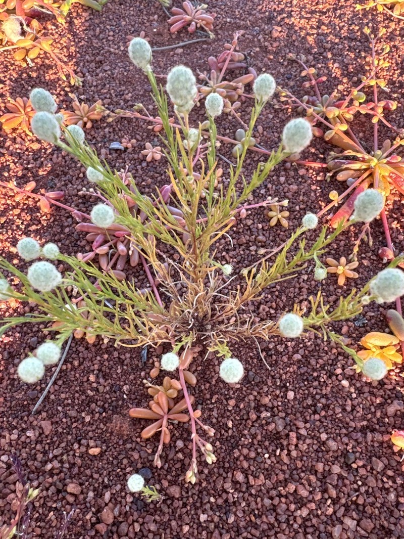Calocephalus beardii photo 2