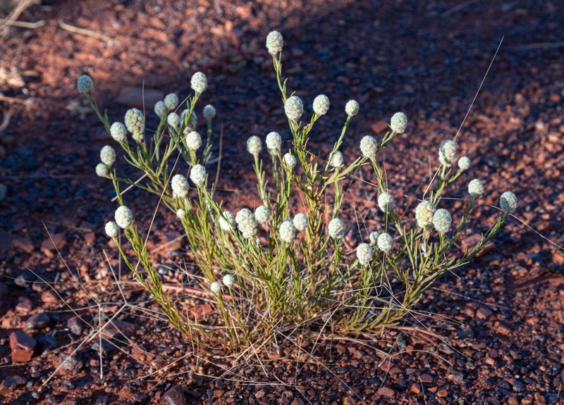 Calocephalus beardii photo 3