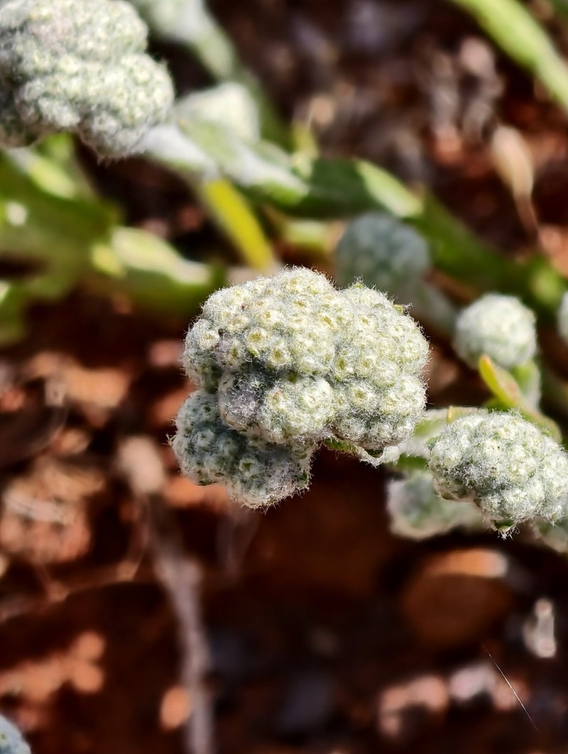 Calocephalus beardii photo 4