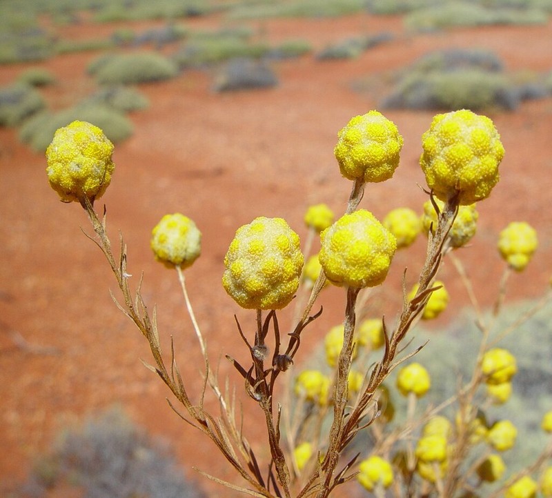 Calocephalus beardii photo 5
