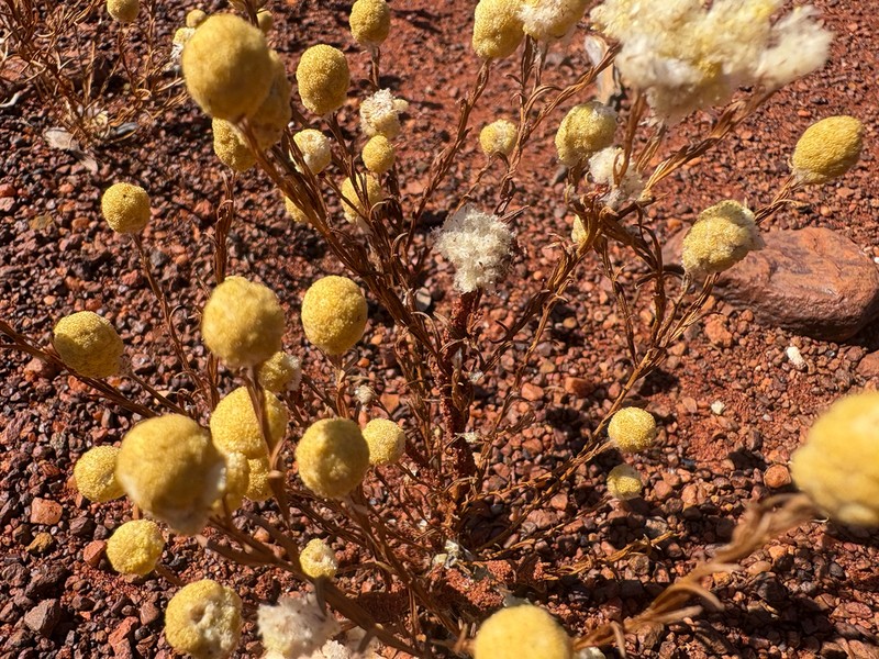 Calocephalus beardii photo 6