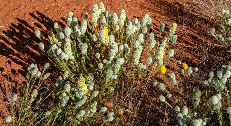 Calocephalus beardii photo 7