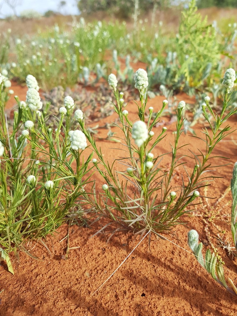 Calocephalus beardii photo 8