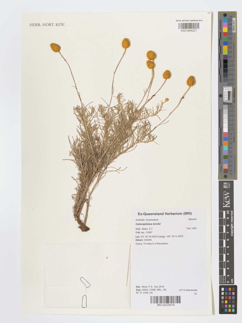 Calocephalus birchii
