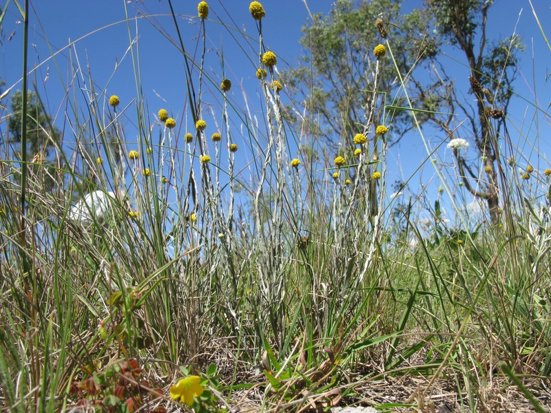 Calocephalus citreus