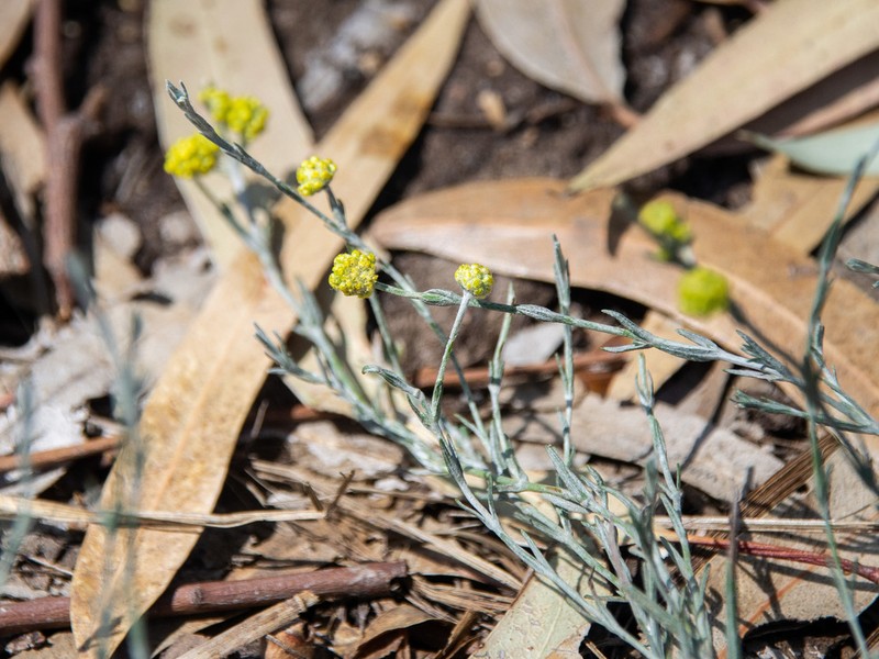 Calocephalus citreus photo 2