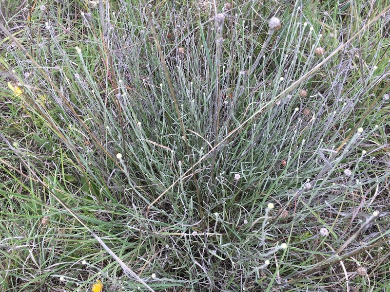 Calocephalus citreus photo 3