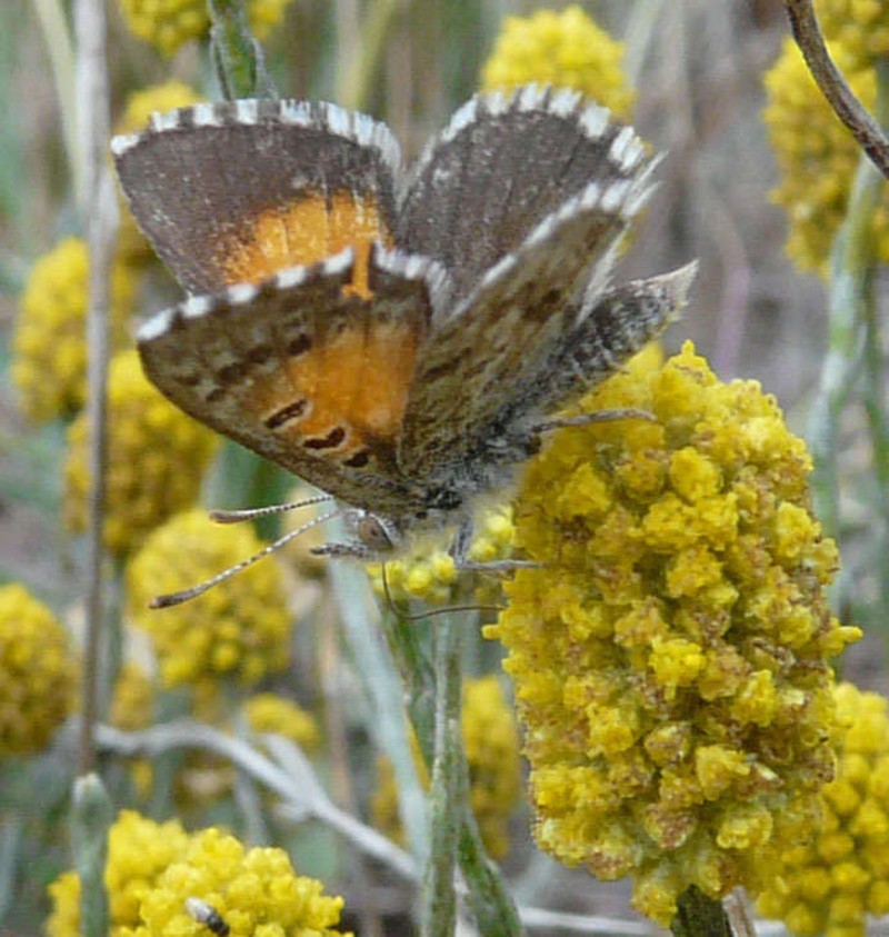 Calocephalus citreus photo 4