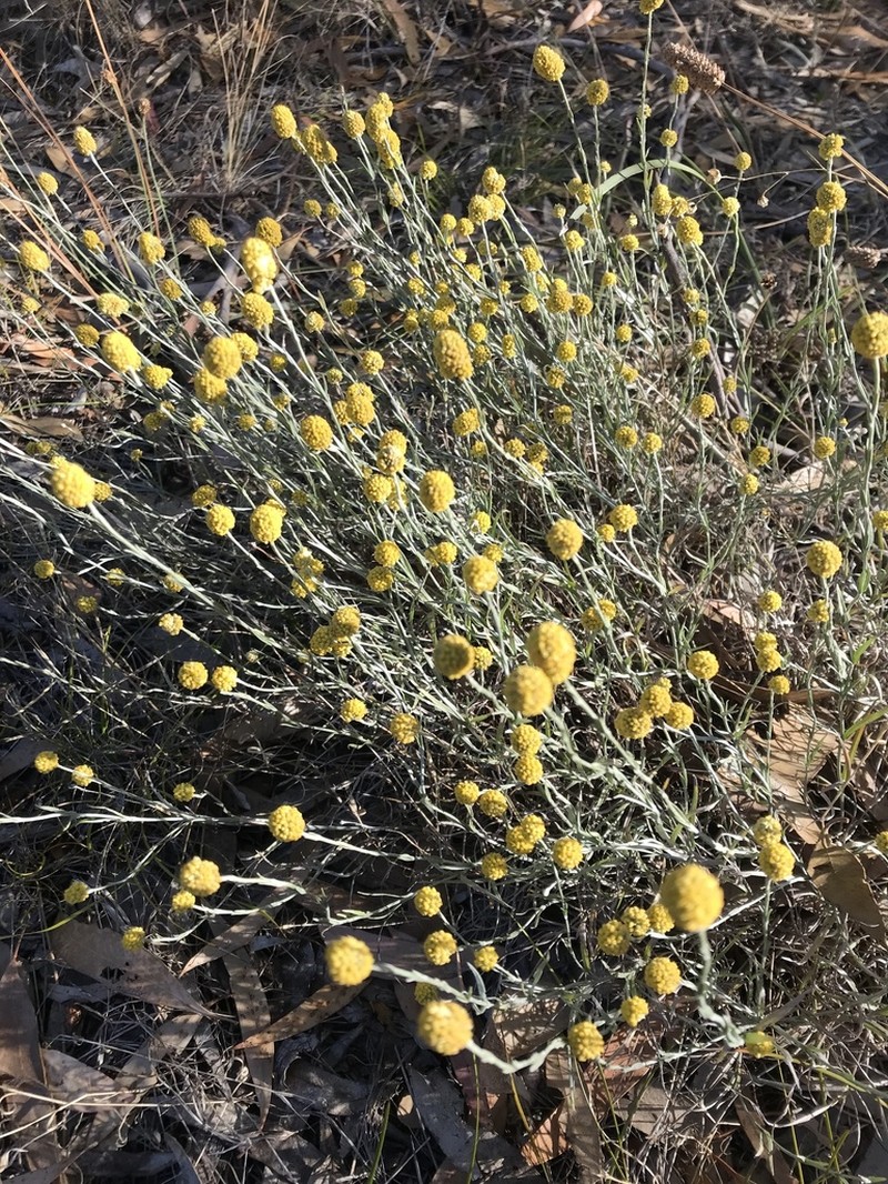Calocephalus citreus photo 5