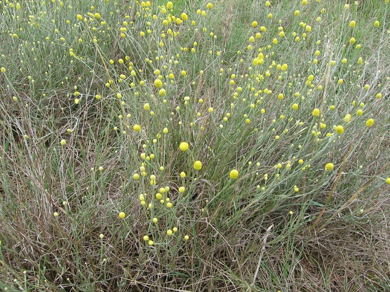 Calocephalus citreus photo 6