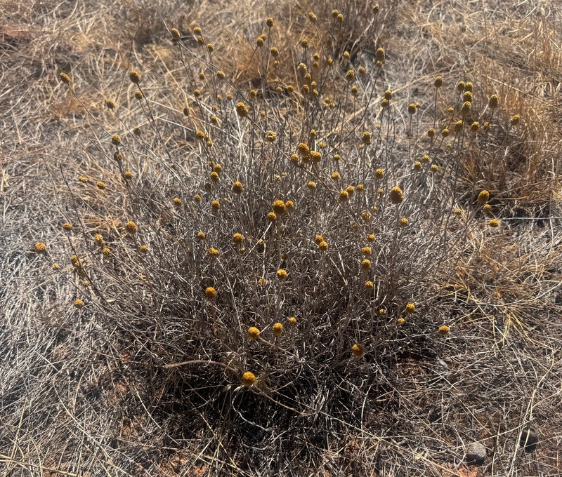 Calocephalus citreus photo 7