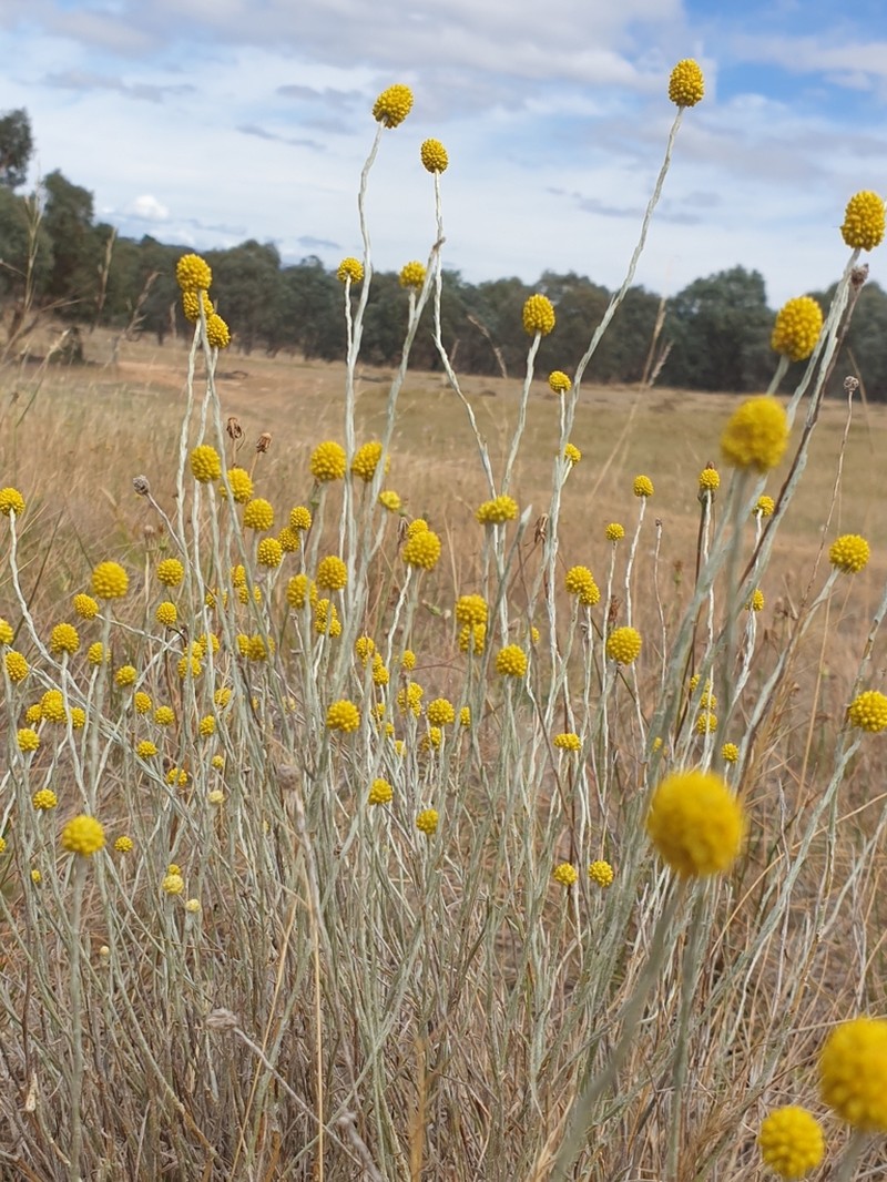 Calocephalus citreus photo 8
