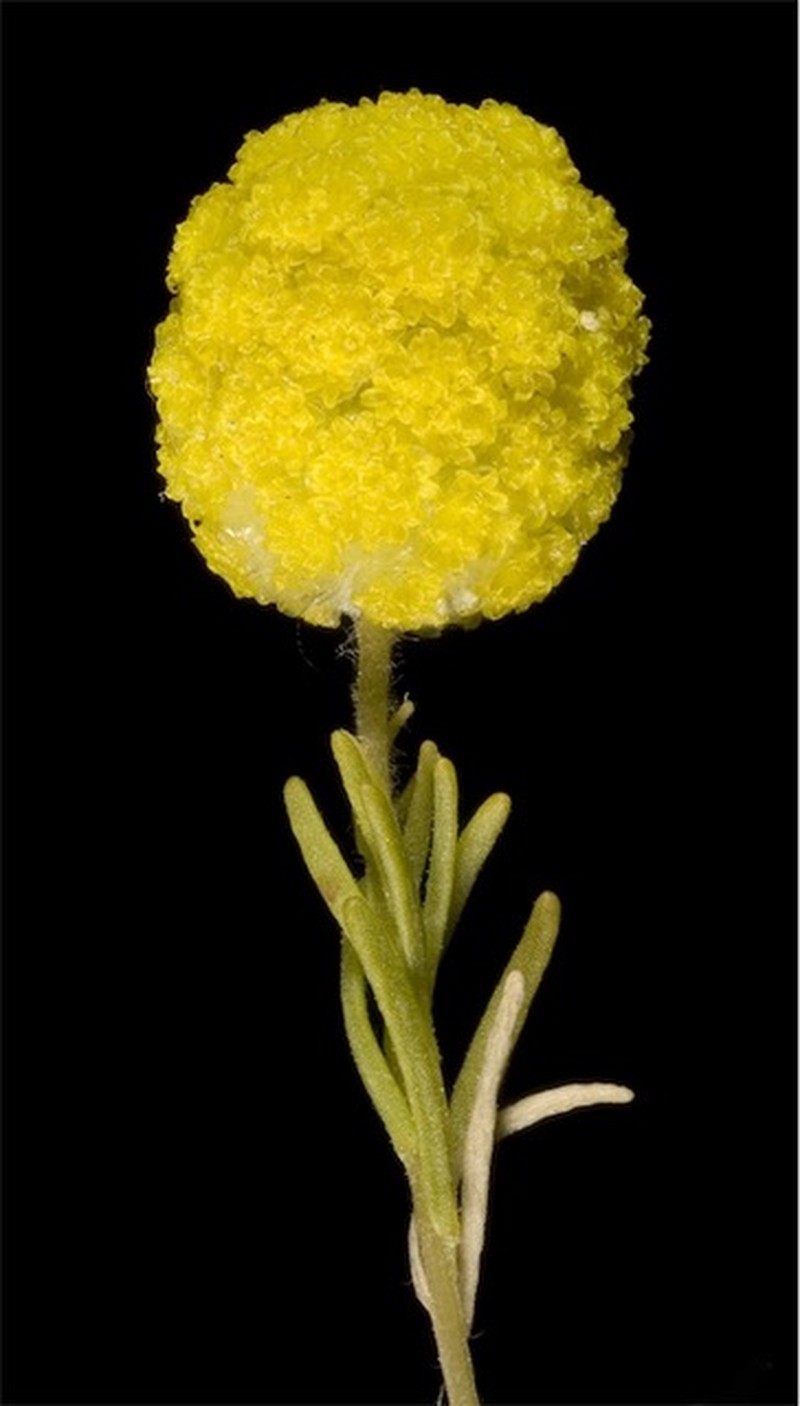 Calocephalus francisii