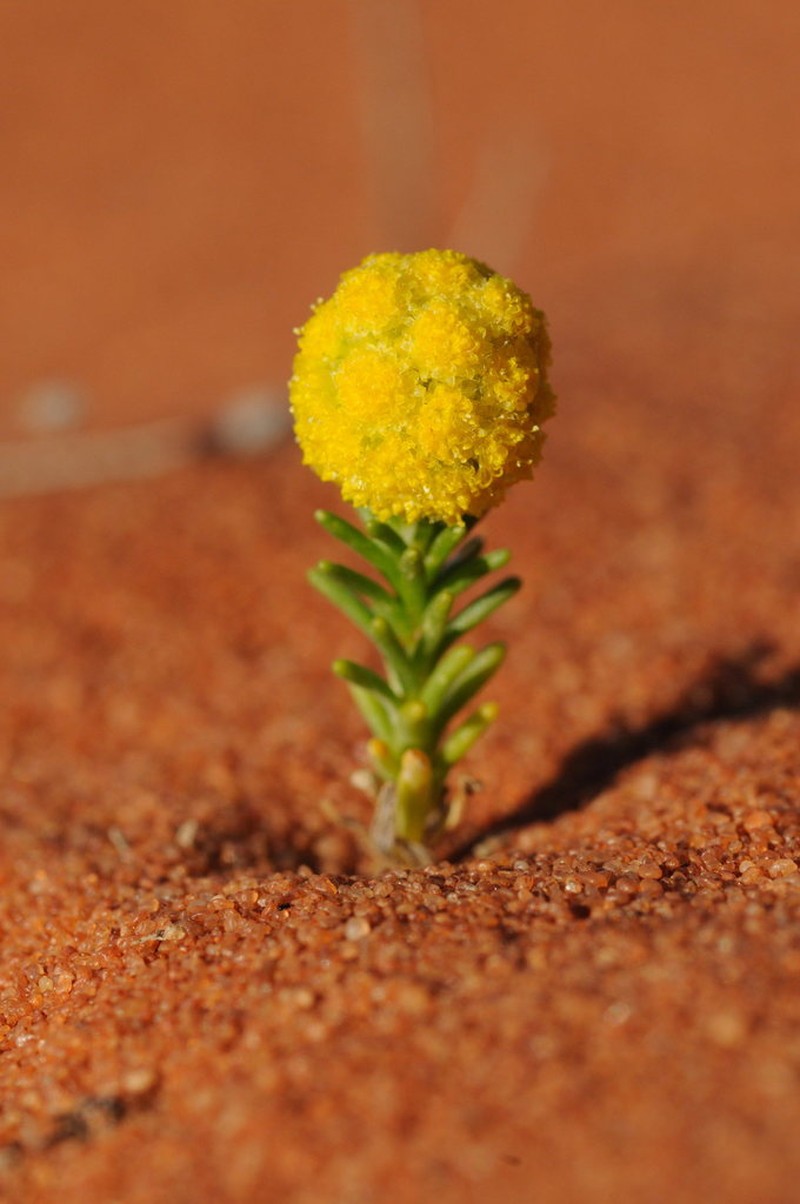 Calocephalus francisii photo 2
