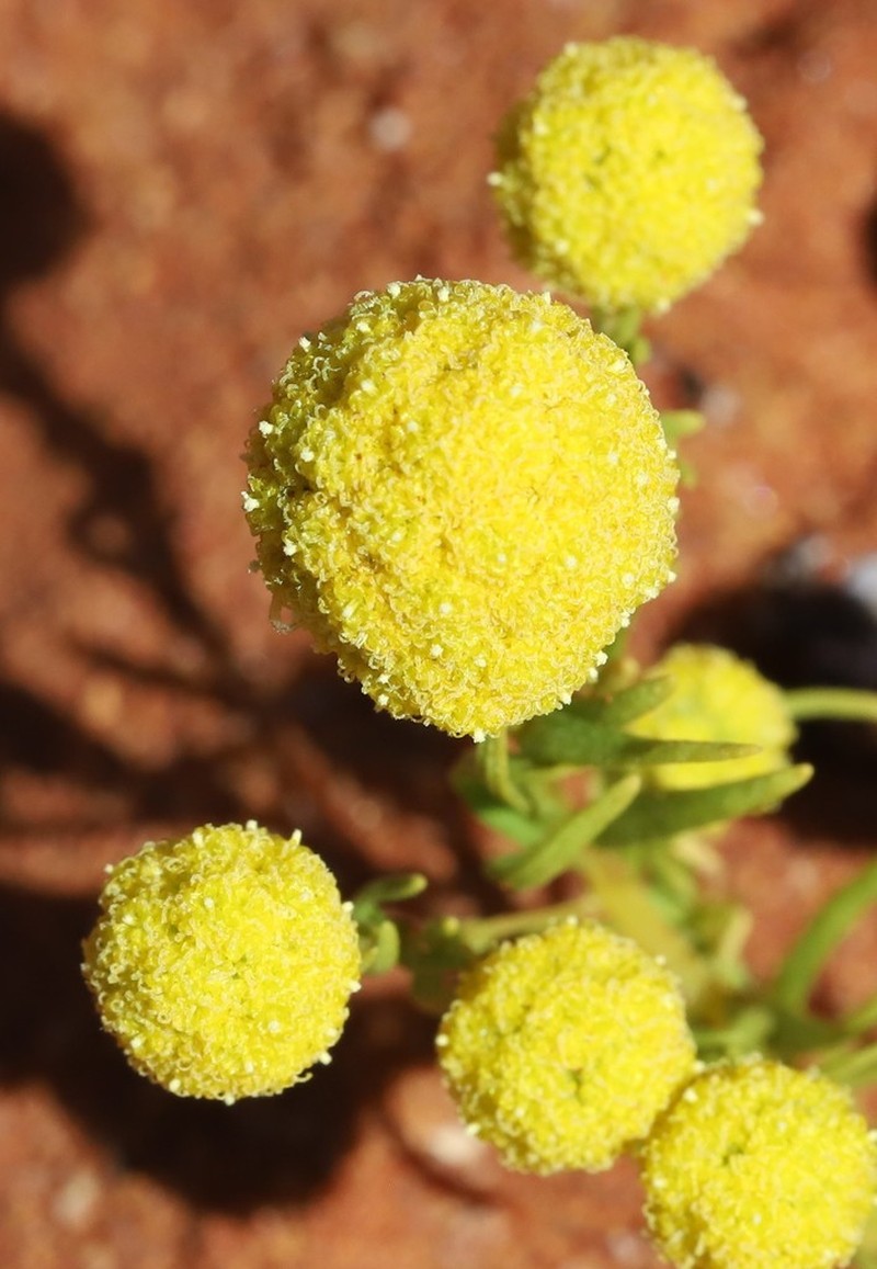 Calocephalus francisii photo 3