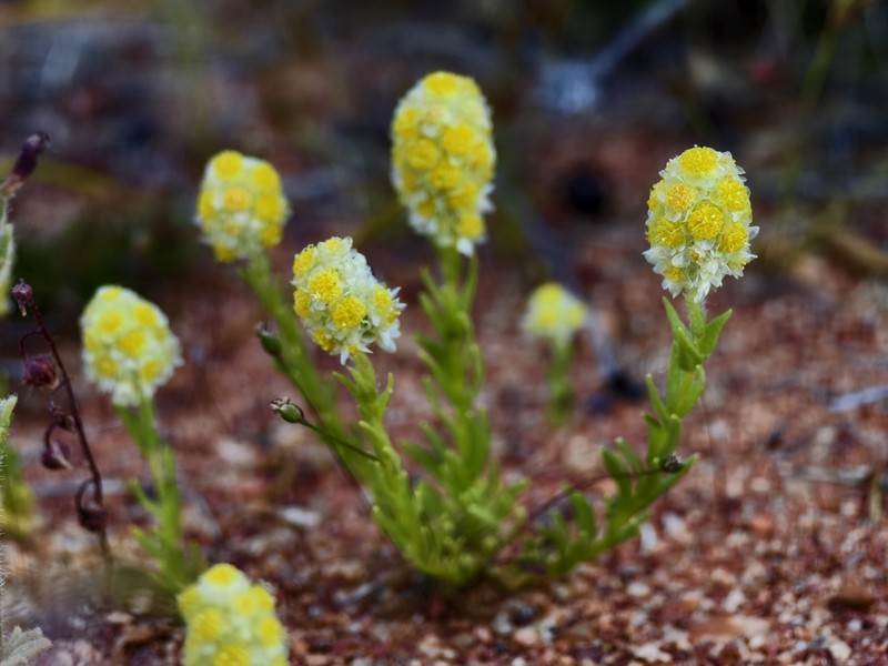Calocephalus francisii photo 4