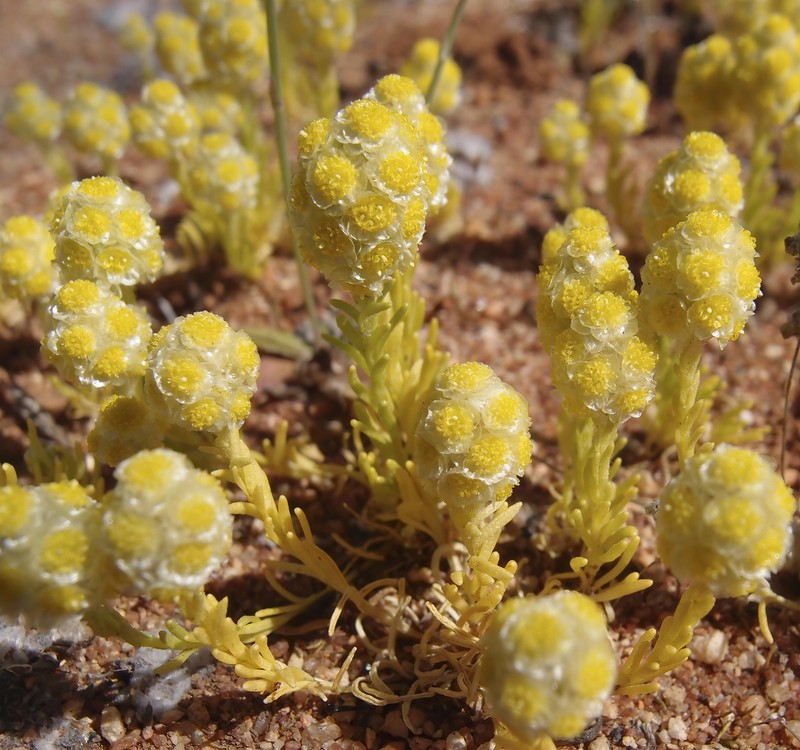 Calocephalus francisii photo 5