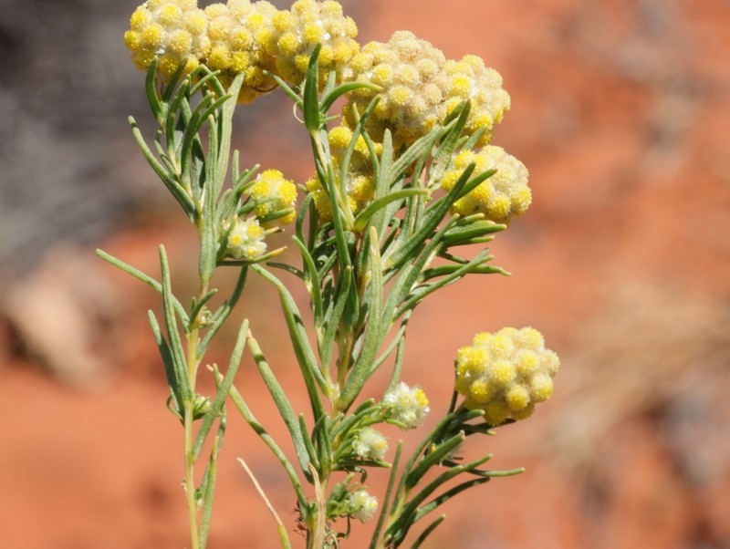 Calocephalus francisii photo 6