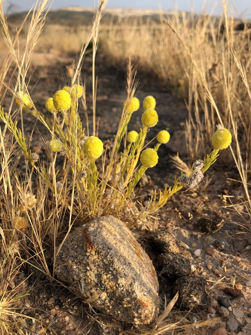 Calocephalus francisii photo 7