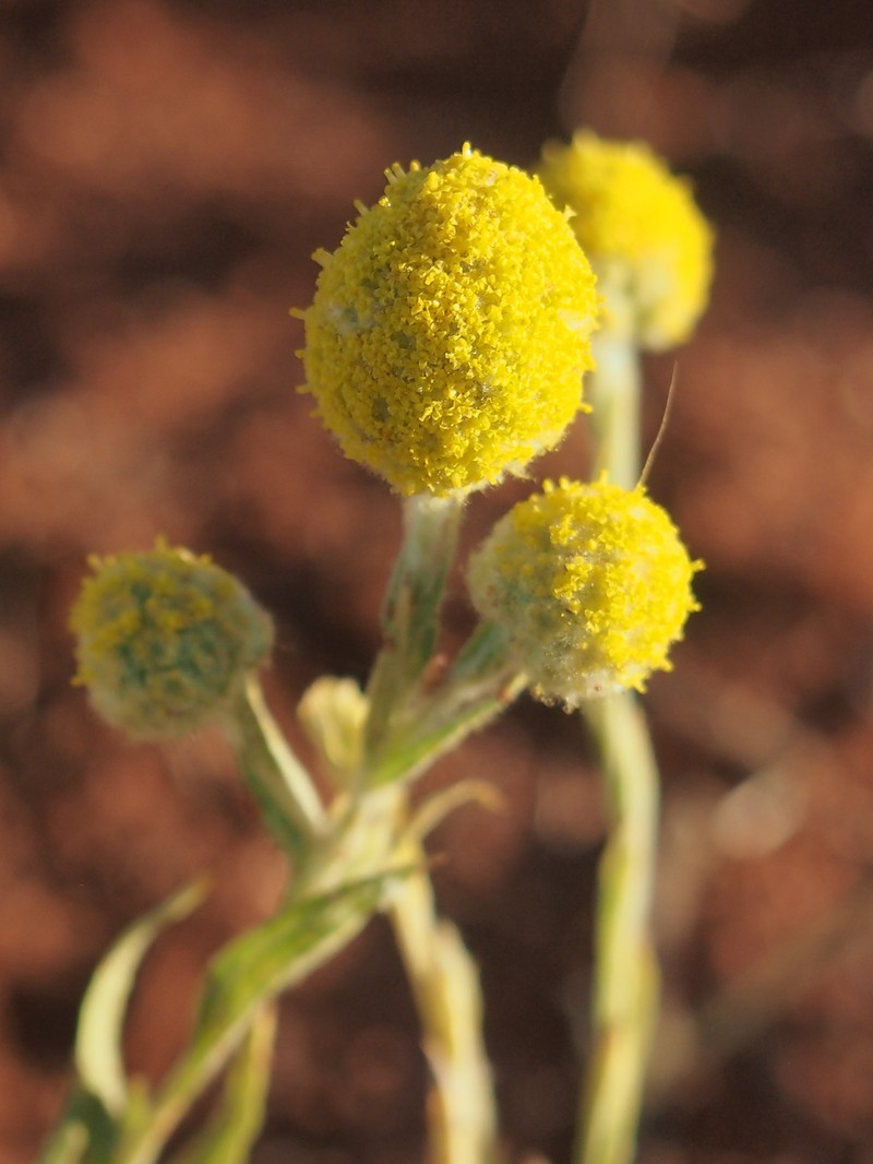 Calocephalus knappii