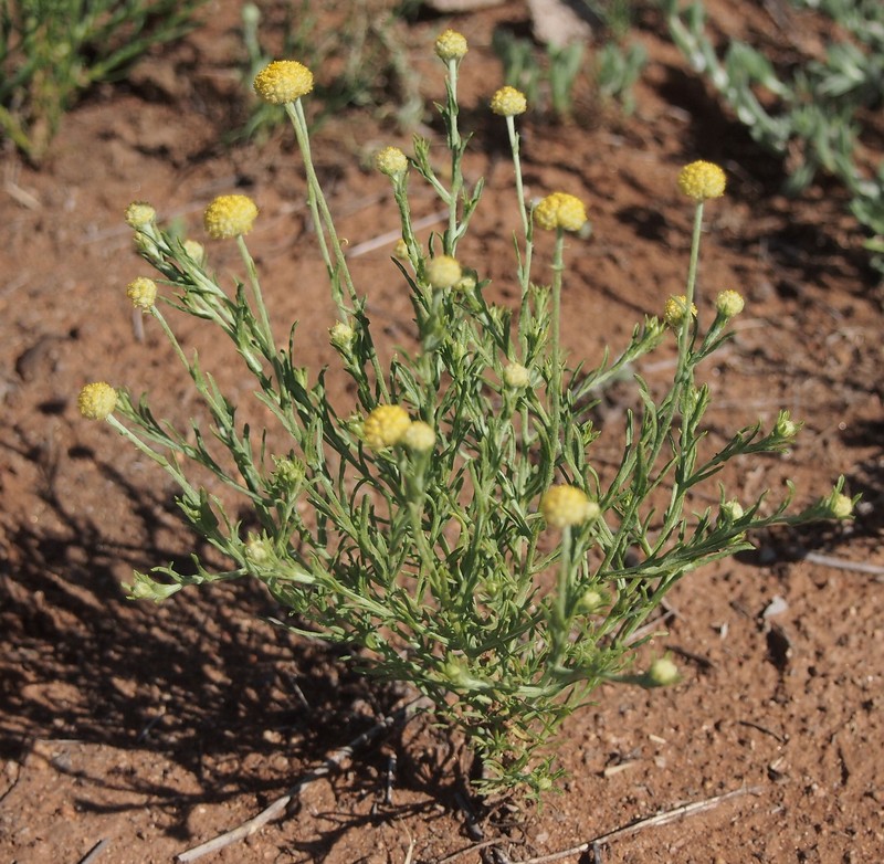 Calocephalus knappii photo 2