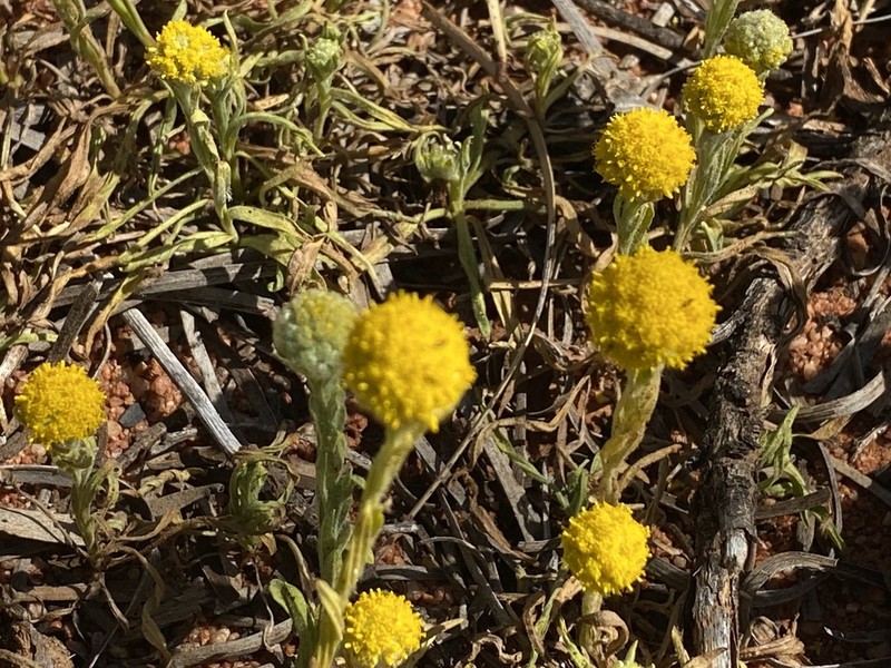Calocephalus knappii photo 3