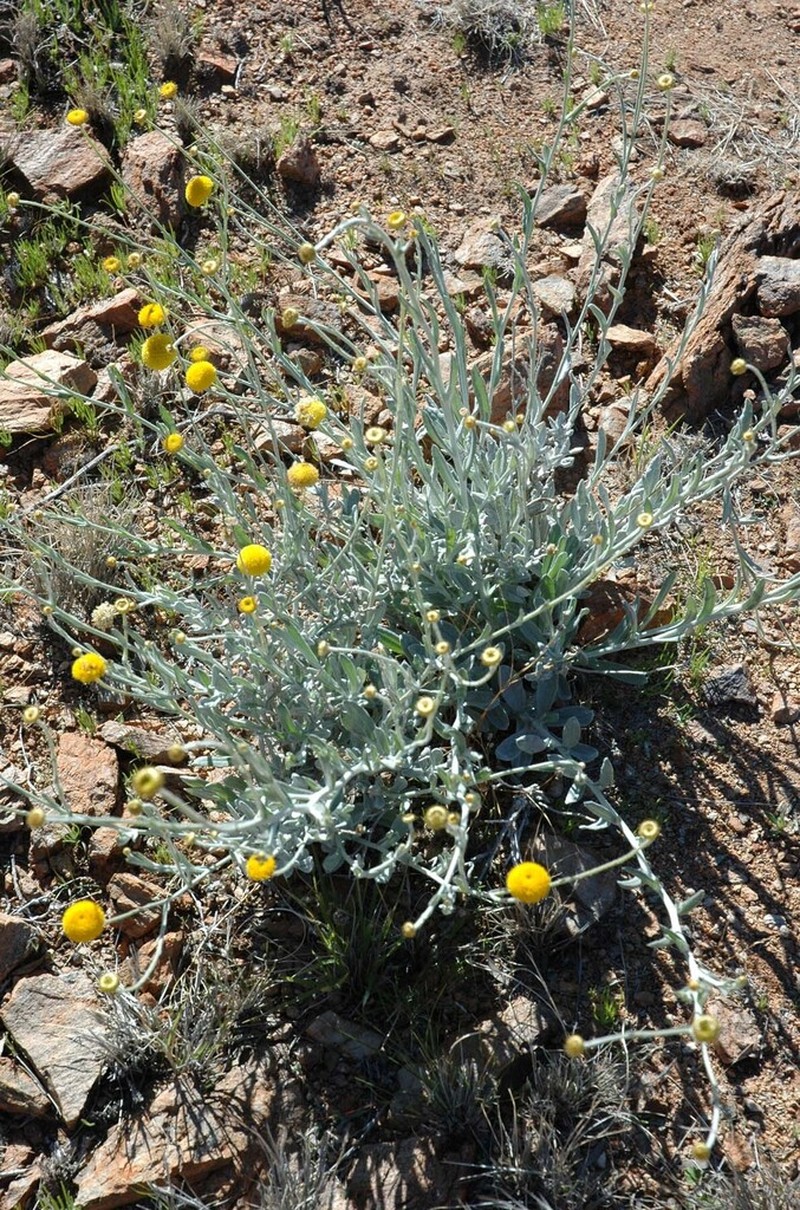 Calocephalus knappii photo 5