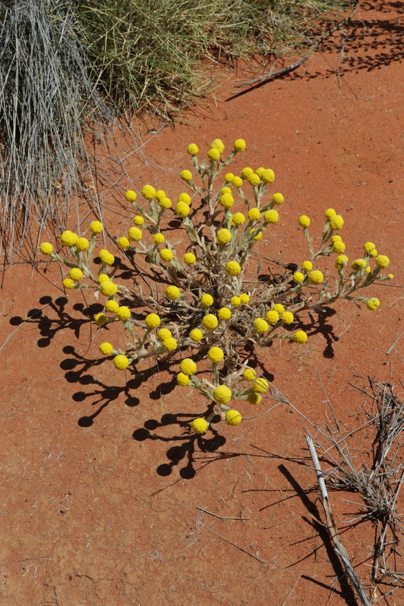 Calocephalus knappii photo 6