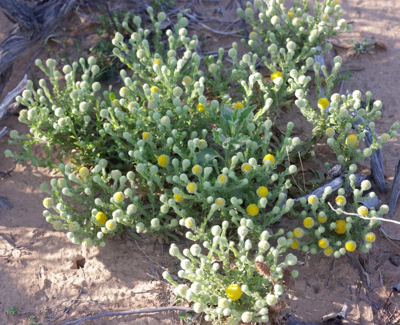 Calocephalus knappii photo 7