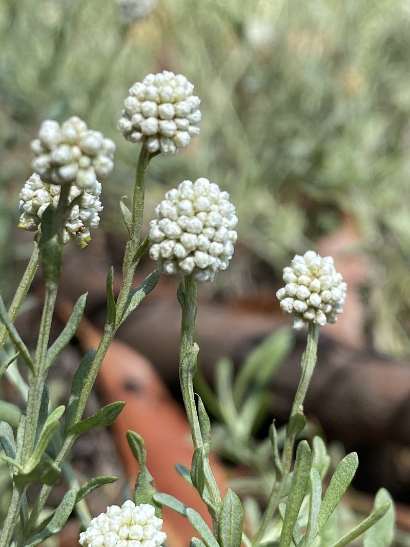 Calocephalus lacteus