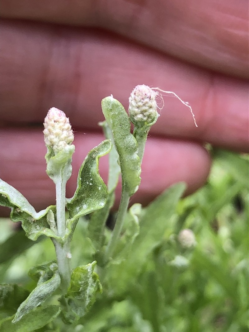 Calocephalus lacteus photo 2