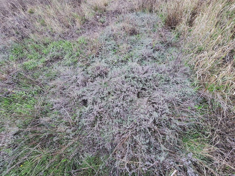 Calocephalus lacteus photo 3