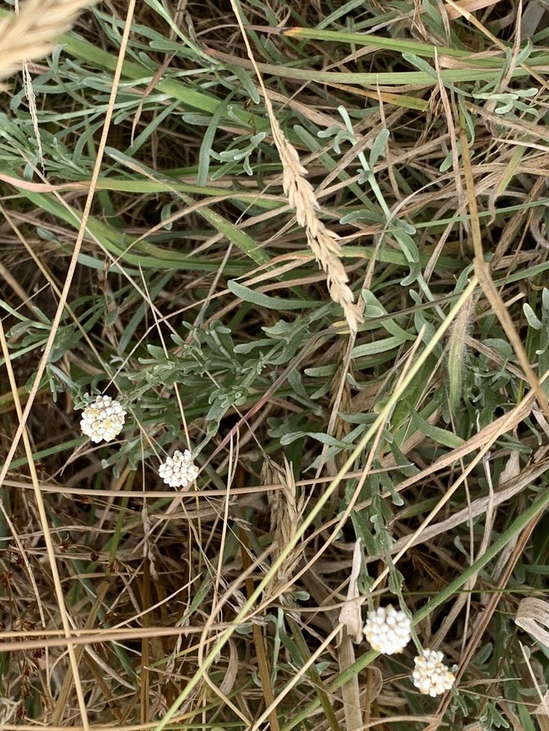 Calocephalus lacteus photo 4