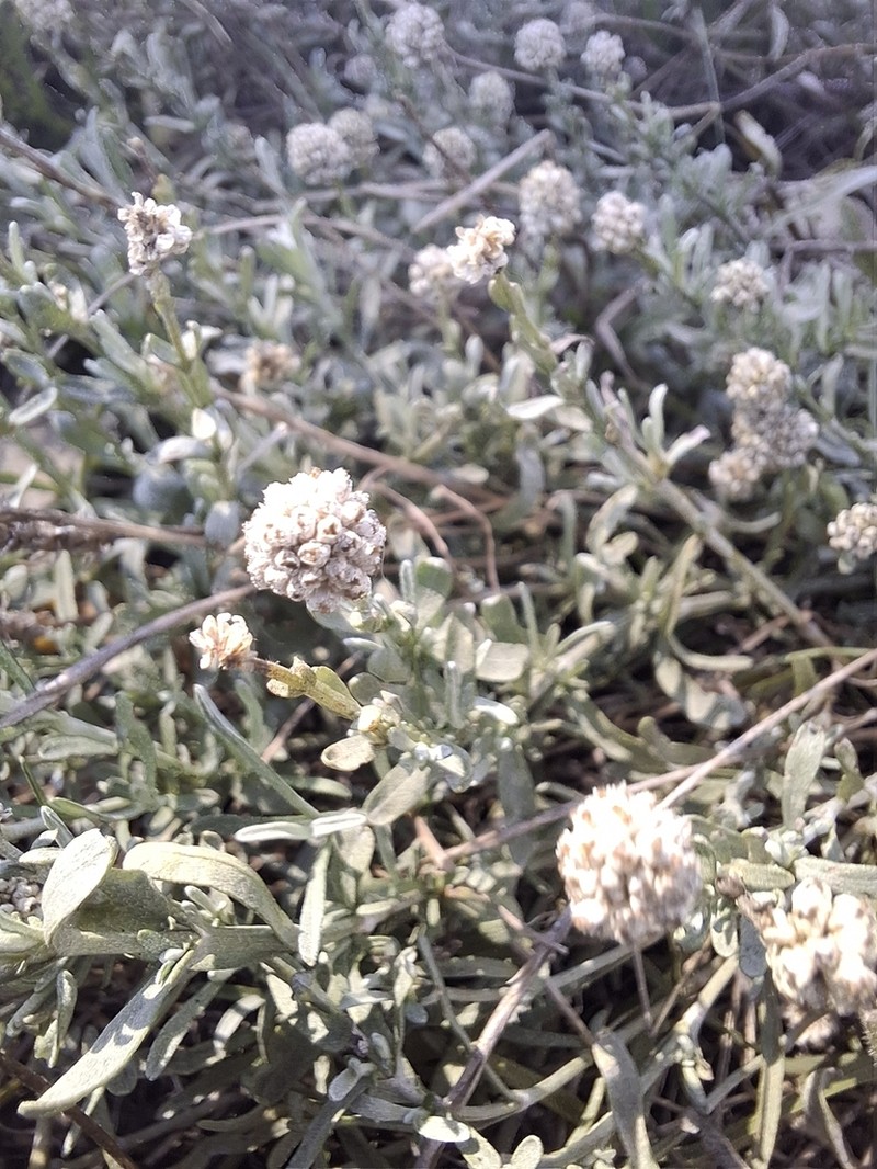 Calocephalus lacteus photo 5