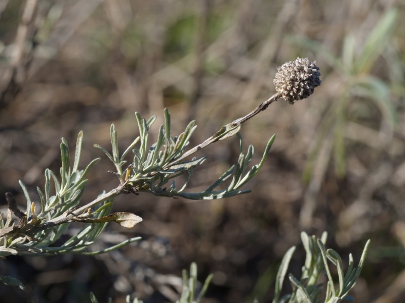 Calocephalus lacteus photo 6