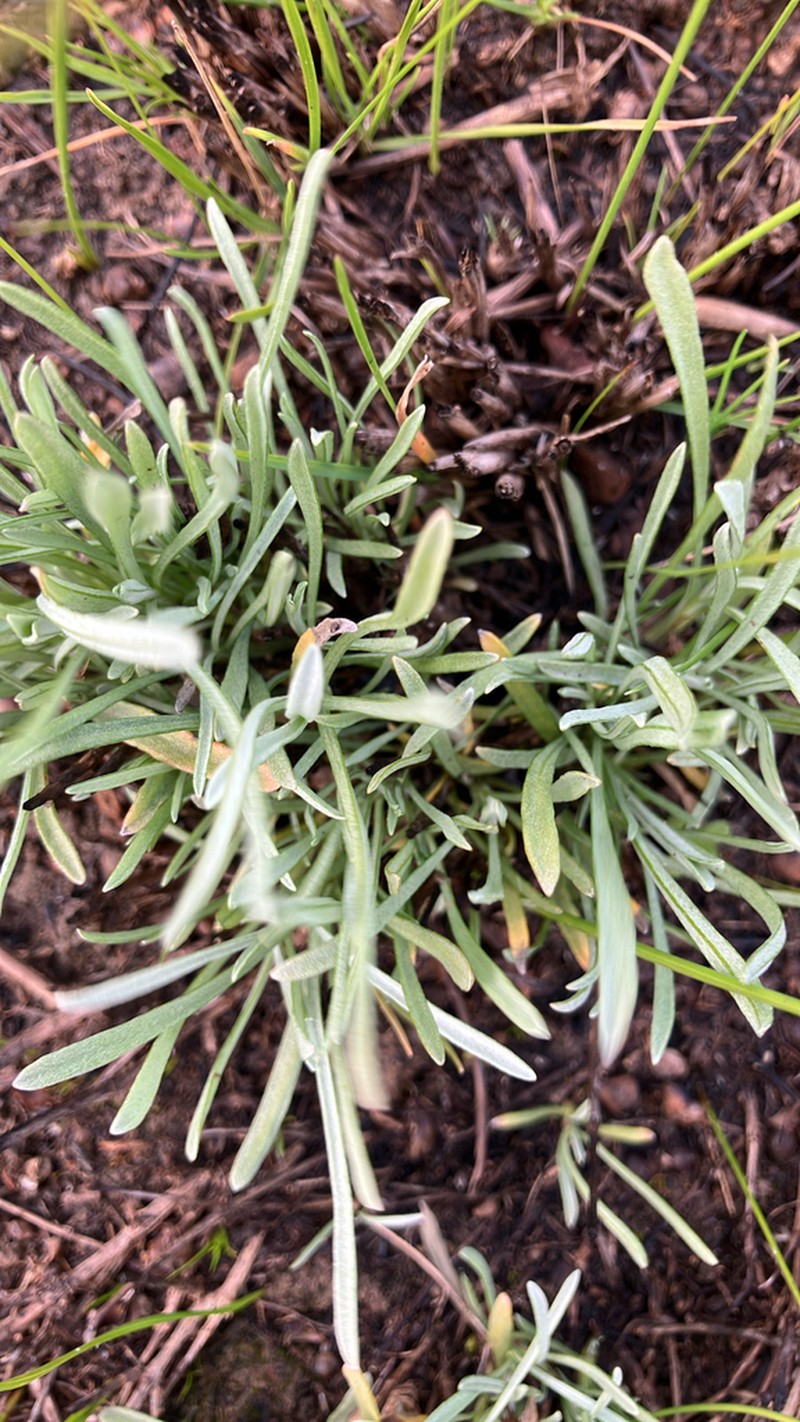 Calocephalus lacteus photo 7