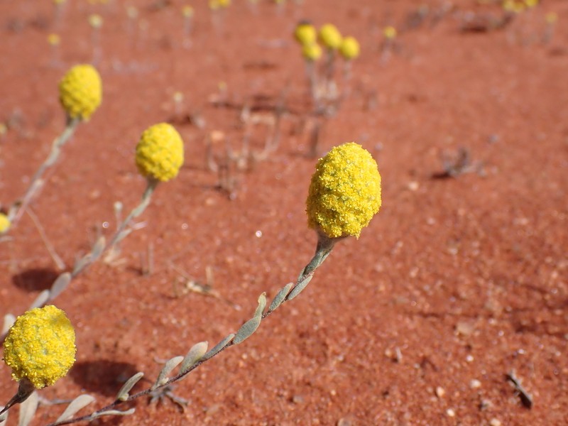 Calocephalus multiflorus