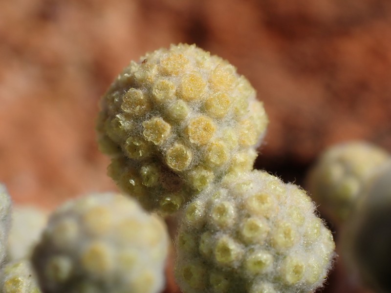 Calocephalus multiflorus photo 2
