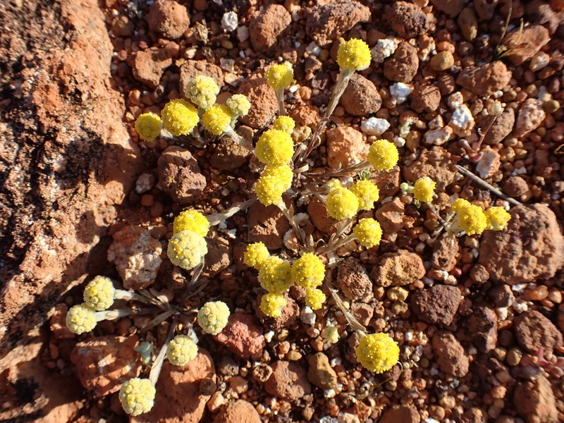 Calocephalus multiflorus photo 3