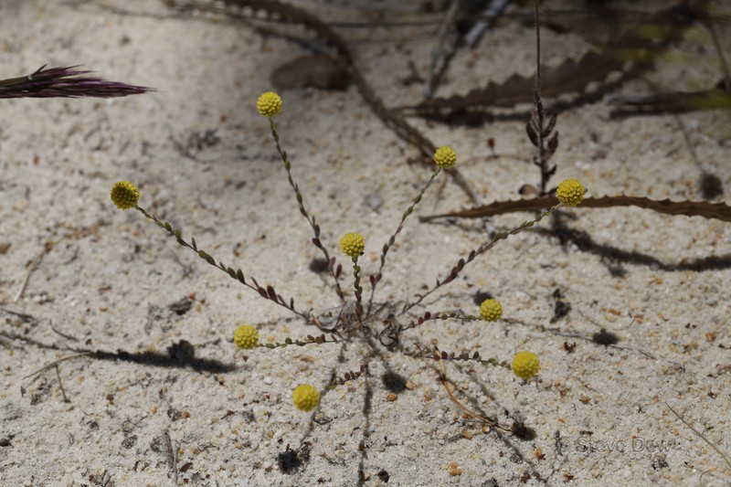 Calocephalus multiflorus photo 5