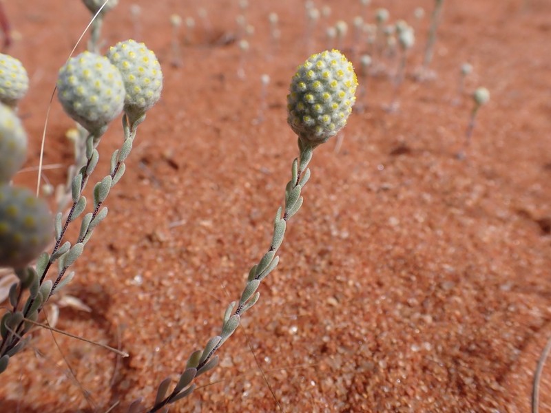 Calocephalus multiflorus photo 6