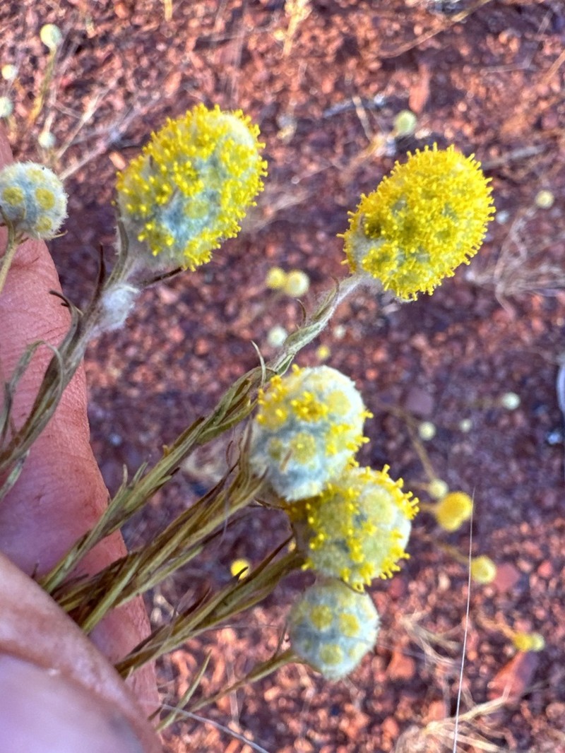 Calocephalus multiflorus photo 7