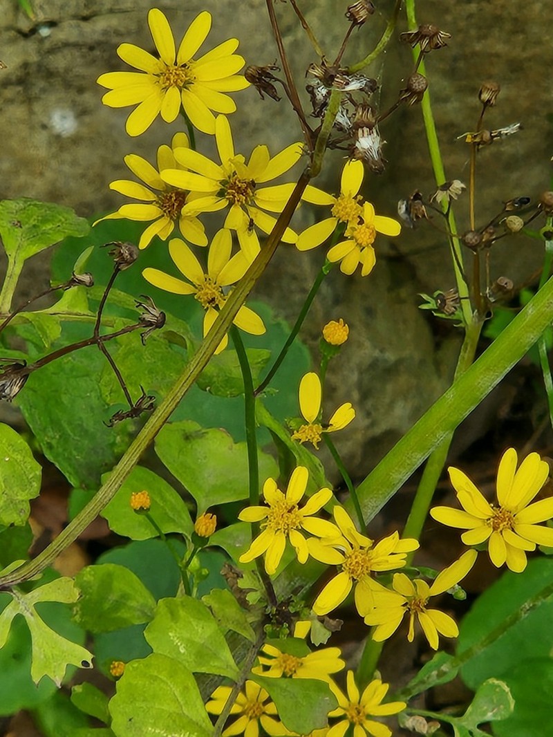 Calocephalus multiflorus photo 8